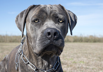 Image showing italian mastiff