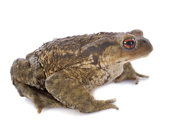 Image showing brown toad