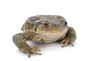 Image showing brown toad