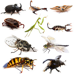 Image showing insects and scorpions