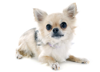 Image showing puppy chihuahua