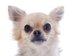 Image showing puppy chihuahua