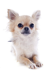 Image showing chihuahua