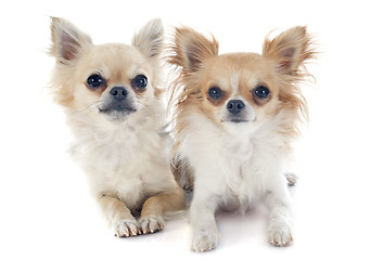 Image showing chihuahuas