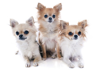 Image showing three chihuahuas