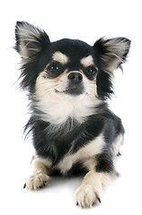 Image showing puppy chihuahua