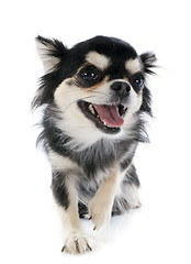 Image showing smiling chihuahua