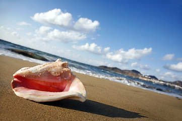 Image showing Sunset Conch