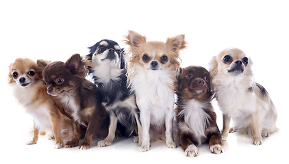 Image showing group of chihuahuas