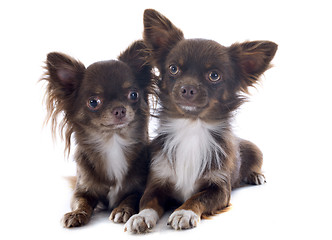 Image showing chihuahuas