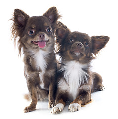 Image showing brown chihuahuas