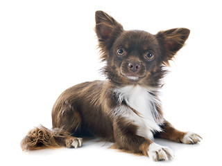 Image showing brown chihuahua