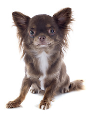 Image showing puppy chihuahua