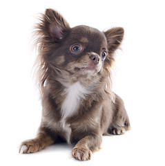 Image showing brown chihuahua