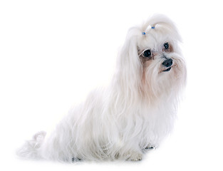 Image showing maltese dog