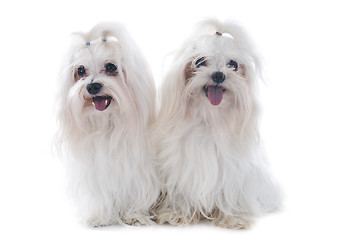 Image showing maltese dogs