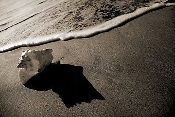 Image showing Sepia Seashell Shore