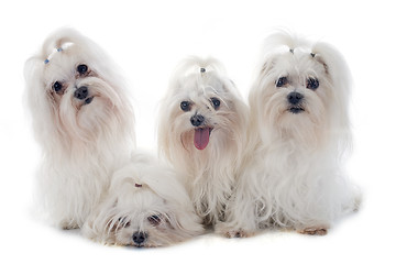 Image showing maletese dogs