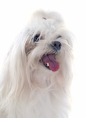 Image showing maletese dog
