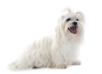 Image showing maltese dog