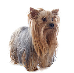 Image showing yorkshire terrier