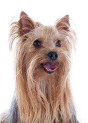 Image showing yorkshire terrier