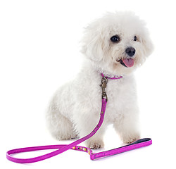 Image showing bichon frise