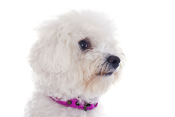 Image showing bichon frise