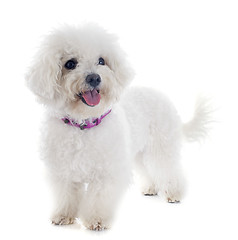 Image showing bichon frise