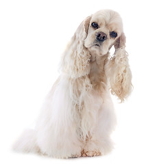 Image showing american cocker spaniel