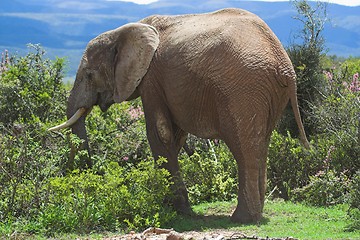 Image showing Elephant