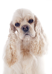 Image showing american cocker spaniel