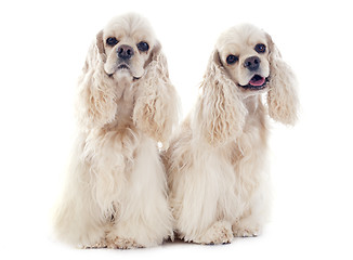 Image showing american cocker spaniels