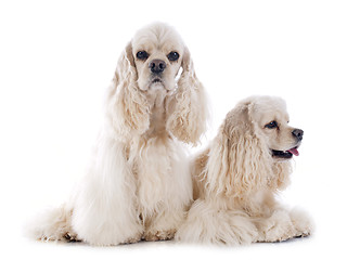 Image showing american cocker spaniels