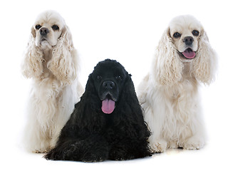 Image showing three american cocker spaniel