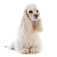 Image showing american cocker spaniel