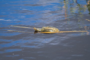 Image showing Terrapin