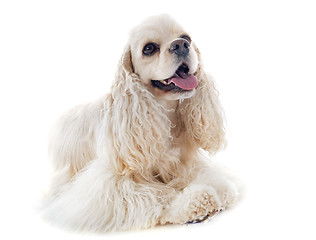 Image showing american cocker spaniel