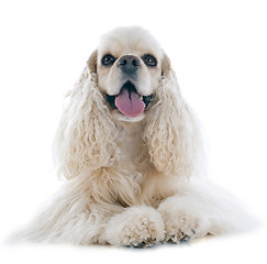 Image showing american cocker spaniel