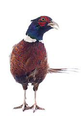 Image showing male pheasant