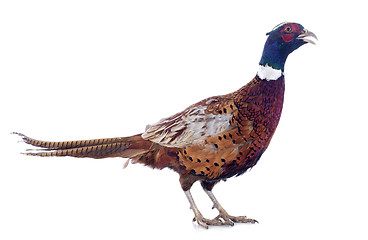 Image showing male pheasant