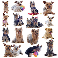 Image showing yorkshire terriers