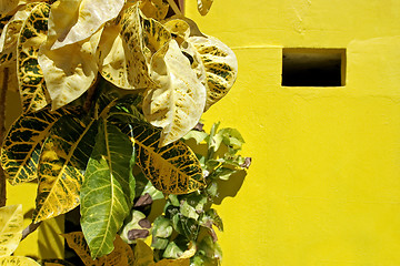 Image showing Yellow leafs on yellow background 