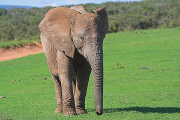 Image showing Lonesome elephant