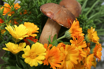 Image showing Boletus in flowers 