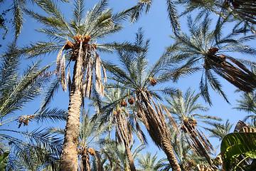 Image showing 	Dates palms forest