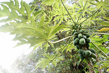 Image showing Coconut tree 