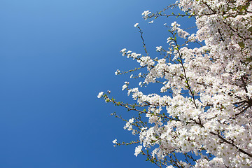 Image showing Spring burgeon tree