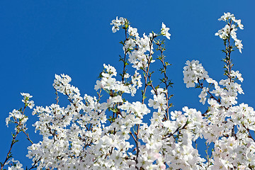 Image showing Springtime