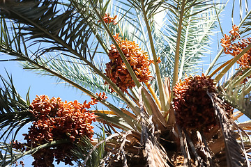 Image showing 	Dates fruits